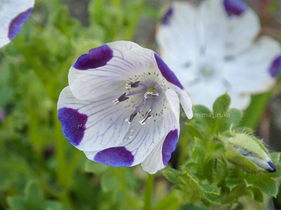 拡大表示する画像の選択