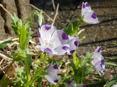 拡大表示する画像の選択