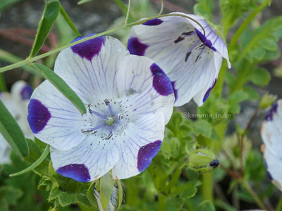 拡大表示する画像の選択