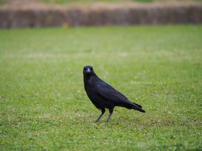 拡大表示する画像の選択