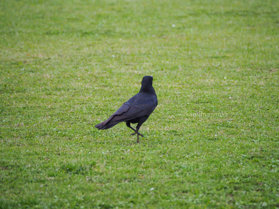 拡大表示する画像の選択