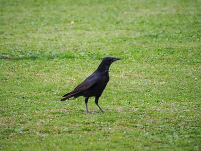 拡大表示する画像の選択