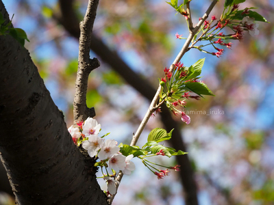 拡大表示する画像の選択