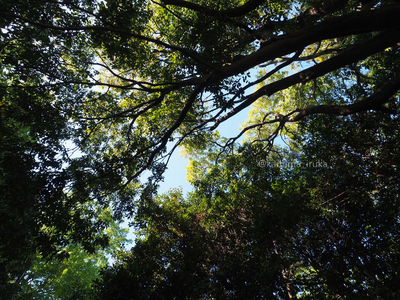 拡大表示する画像の選択