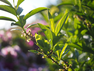 拡大表示する画像の選択