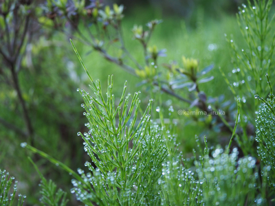 拡大表示する画像の選択