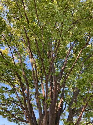 拡大表示する画像の選択