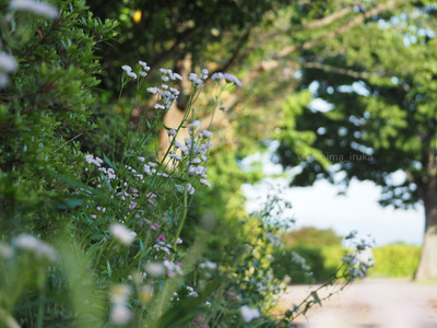 拡大表示する画像の選択