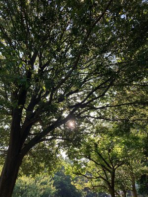 拡大表示する画像の選択