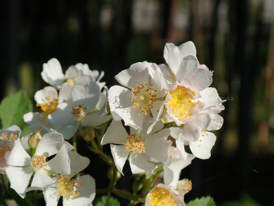 拡大表示する画像の選択