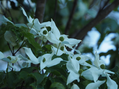 拡大表示する画像の選択