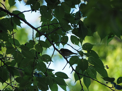 拡大表示する画像の選択