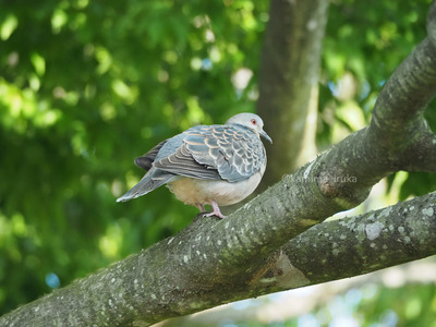 拡大表示する画像の選択