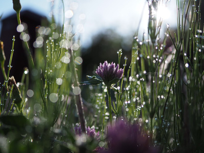 拡大表示する画像の選択