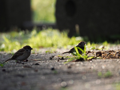 拡大表示する画像の選択