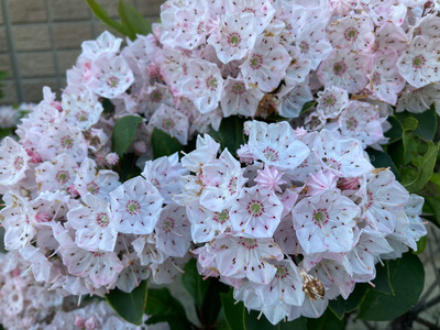 拡大表示する画像の選択