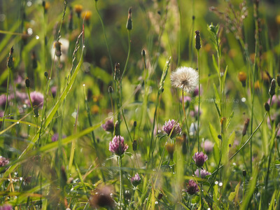 拡大表示する画像の選択