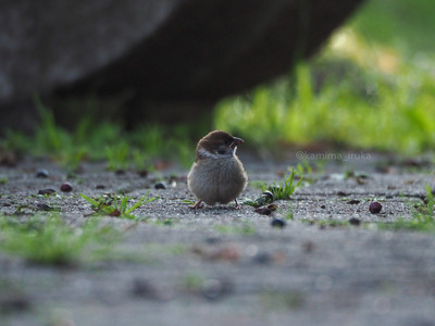 拡大表示する画像の選択