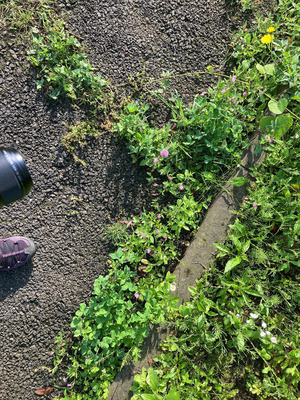 拡大表示する画像の選択