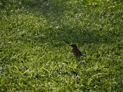 拡大表示する画像の選択