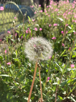 拡大表示する画像の選択