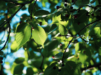 拡大表示する画像の選択