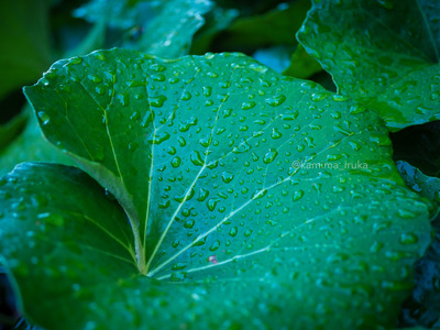 拡大表示する画像の選択