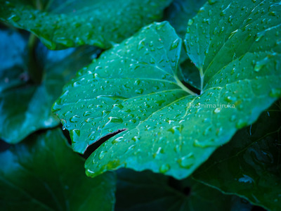 拡大表示する画像の選択