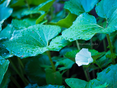 拡大表示する画像の選択