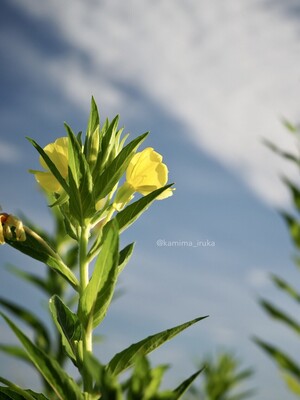 拡大表示する画像の選択