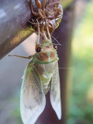拡大表示する画像の選択
