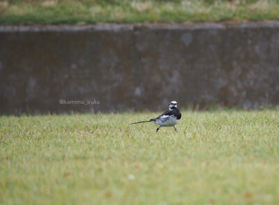 拡大表示する画像の選択