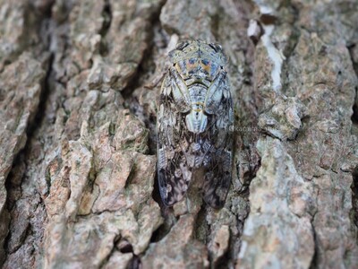 拡大表示する画像の選択