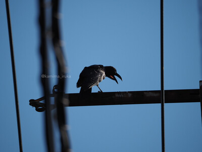 拡大表示する画像の選択