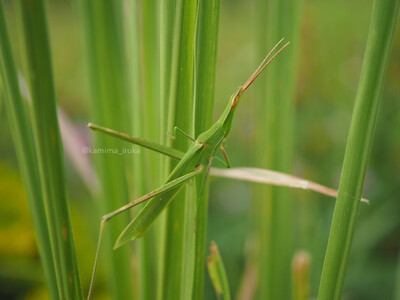 拡大表示する画像の選択