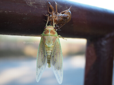 拡大表示する画像の選択