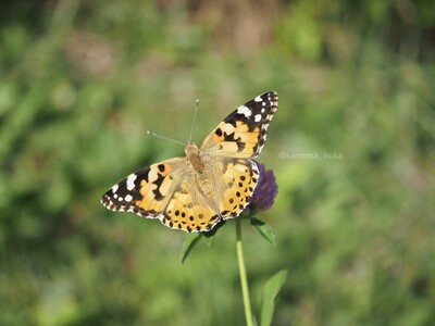 拡大表示する画像の選択
