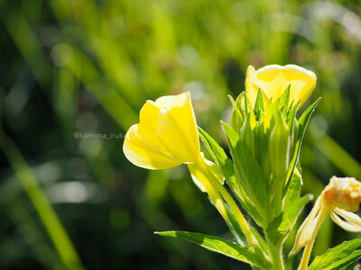 拡大表示する画像の選択
