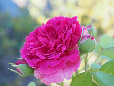 拡大表示する画像の選択