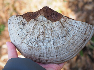 拡大表示する画像の選択