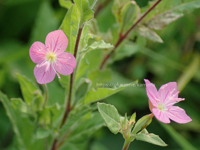 拡大表示する画像の選択