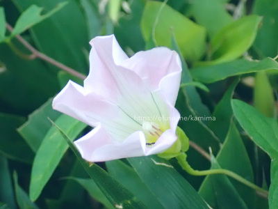 拡大表示する画像の選択