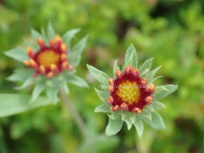 拡大表示する画像の選択