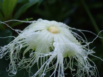 拡大表示する画像の選択