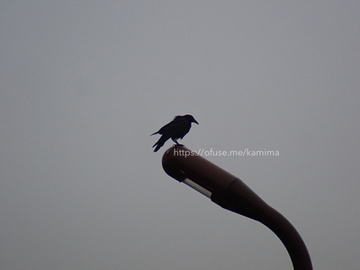 拡大表示する画像の選択