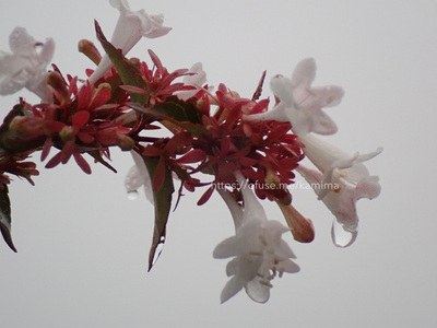 拡大表示する画像の選択